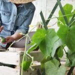 Siembra éxito en julio: Guía de plantas para Barcelona