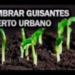 Siembra éxito en marzo: Qué plantar en Cataluña