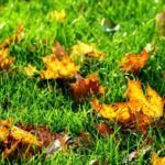 Siembra éxito en otoño: qué plantar en Valencia