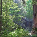 Siembra éxito en tu jardín madrileño en diciembre