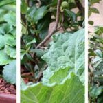 Siembra éxito en tu jardín: qué plantar en febrero en Madrid