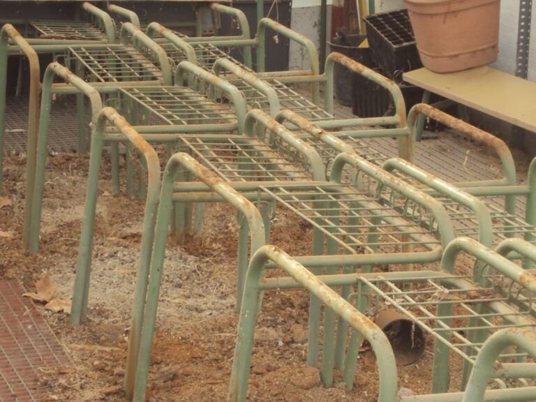 siembra exitos en febrero que plantar en maceta