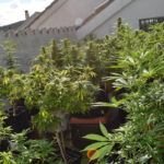 Siembra éxitos en noviembre: qué plantar en el hemisferio norte