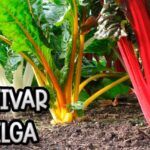 Siembra éxitos en tu huerto en diciembre en el hemisferio norte