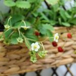 Siembra fresas en casa: Guía de cultivo en macetas