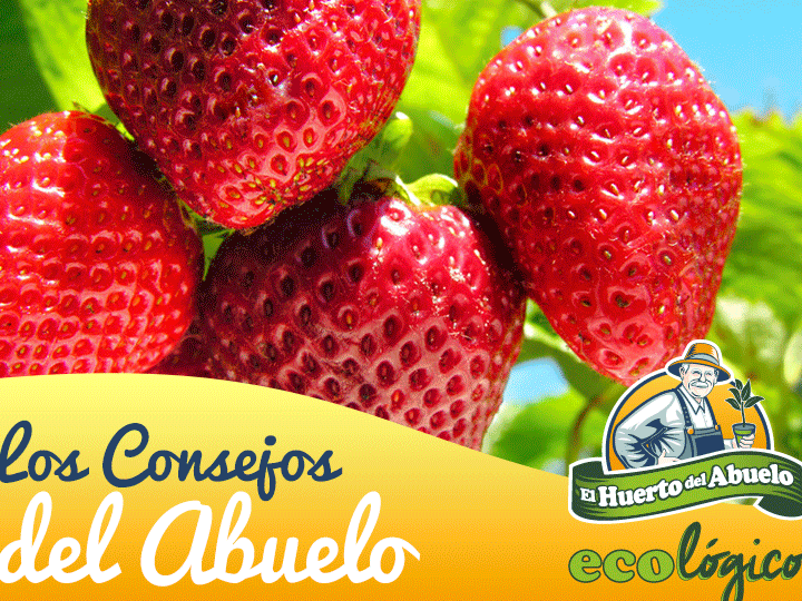siembra fresas en casa guia para cultivar en macetas