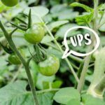 Siembra guisantes de mata baja: consejos y trucos