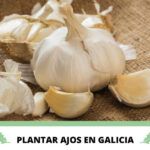 Siembra habas fácilmente: guía paso a paso