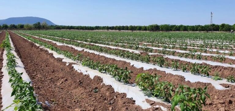 siembra hortalizas frescas en febrero y disfruta de la cosecha