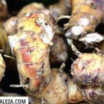 Siembra jengibre en casa: guía fácil en macetas