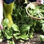 Siembra la cosecha de invierno: qué plantar en noviembre y diciembre