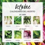 Siembra la cosecha de otoño: plantas para sembrar en octubre