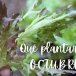 Siembra la cosecha de otoño: qué plantar en septiembre en el hemisferio norte