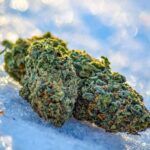 Siembra la cosecha de tus sueños en agosto en el hemisferio sur