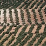 Siembra la cosecha de verano: qué plantar en agosto en Cantabria