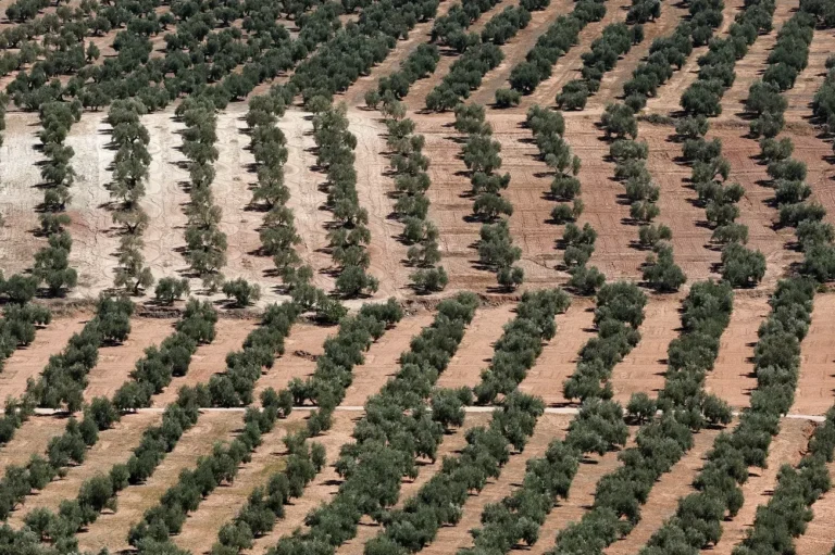 siembra la cosecha de verano que plantar en agosto en cantabria