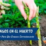 Siembra la cosecha perfecta en enero: Guía de plantas para tu huerta