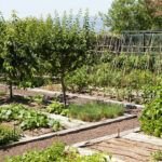 Siembra la primavera: descubre qué plantar en tu jardín este año