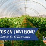 Siembra la primavera en Cantabria: qué plantar en abril