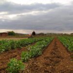 Siembra la primavera en enero: qué plantar en Valencia
