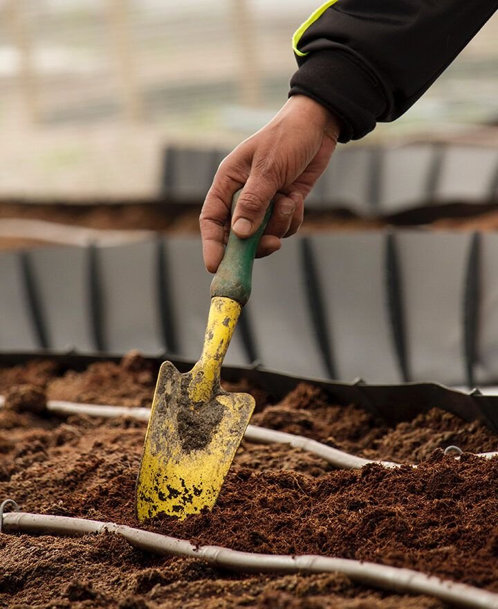 siembra la primavera en septiembre que plantar en valencia 1