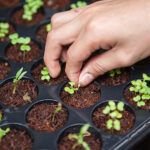 Siembra la primavera en tu jardín: plantas para sembrar en marzo
