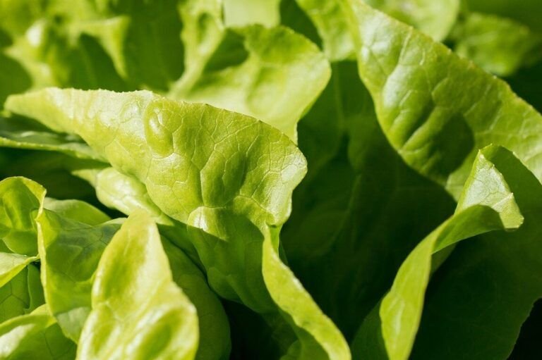 siembra la primavera las mejores semillas para plantar en abril