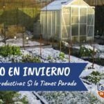 Siembra la primavera: qué plantar a finales de invierno