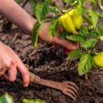 Siembra la primavera: qué plantar en abril en Asturias