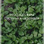 ¡Siembra la semilla del éxito en enero! Descubre qué plantar este mes
