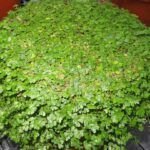 Siembra la vida en una botella: Guía para plantar tu planta