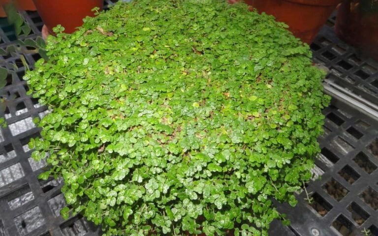 siembra la vida en una botella guia para plantar tu planta
