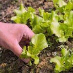 Siembra lechuga fácil y rápido: paso a paso