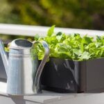 Siembra lechugas frescas en casa: guía fácil y completa