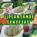 Siembra lentejas en casa: guía fácil en un vaso