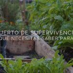 Siembra lentejas en tu huerto: guía práctica y sencilla