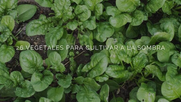 siembra melones en macetas y disfruta de su dulce sabor