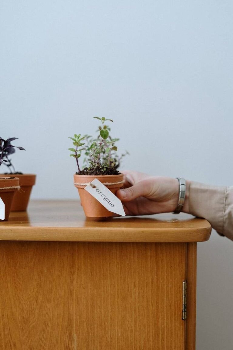 siembra oregano fresco en casa con este sencillo metodo en maceta