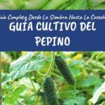 Siembra pepino en casa: guía fácil y completa