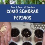 Siembra pepino fácilmente: guía paso a paso