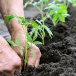 Siembra pepinos en tu huerto urbano: guía fácil y práctica