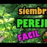 Siembra perejil fácilmente con nuestra guía paso a paso