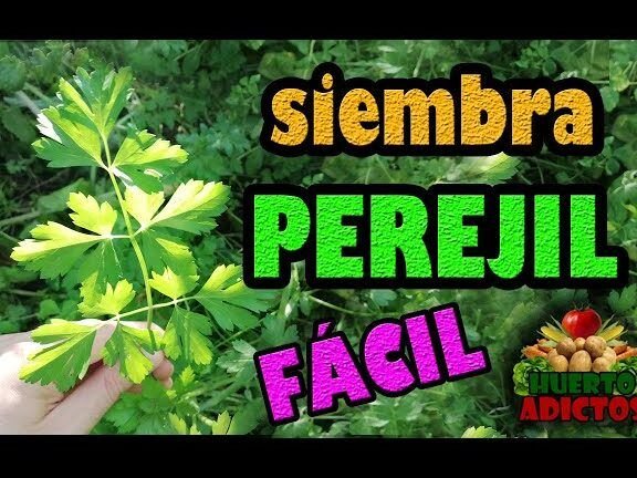 siembra perejil facilmente con nuestra guia paso a paso