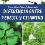 Siembra perejil fácilmente con una rama: ¡Aprende cómo!
