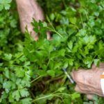 Siembra perejil fresco en casa: ¡Aprende cómo en 5 pasos!