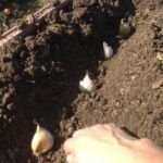 Siembra piña en casa sin semilla: Guía fácil y práctica