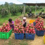 Siembra pitahaya fácilmente: guía paso a paso