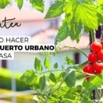 Siembra plantas en cajas de madera: una idea ecológica y original