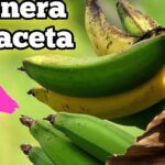 Siembra plátanos en casa: guía paso a paso