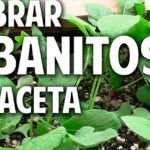 Siembra rabanitos fácilmente: guía paso a paso